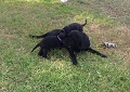 Uncle Vader playing w pups